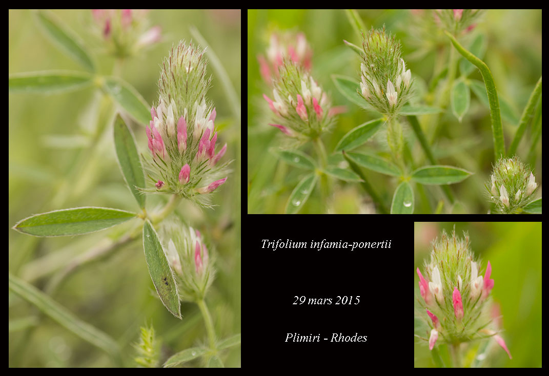 Trifolium infamiaponertii